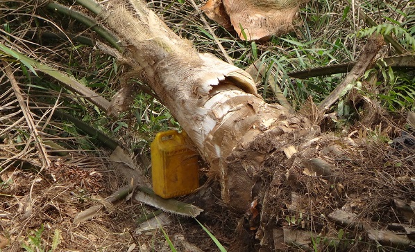 Drinking palm wine poses health risk - Prof Frimpong Boateng Drinking palm wine poses health risk - Prof Frimpong Boateng