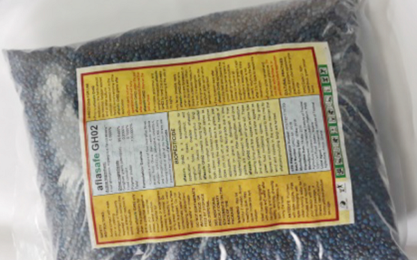 Aflasafe fights aflatoxin in Ghana’s food crops Aflasafe fights aflatoxin in Ghana’s food crops