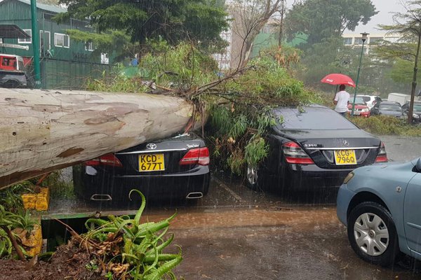A tree falls on cars at the Serena Hotel in Nairobi on March 17, 2018. PHOTO | COURTESY A tree falls on cars at the Serena Hotel in Nairobi on March 17, 2018. PHOTO | COURTESY