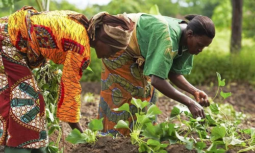 Let’s improve packaging, preservation of farm produce Let’s improve packaging, preservation of farm produce