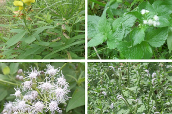 Ban sale of herbal medicines containing toxic alkaloids - Food scientist urges FDA