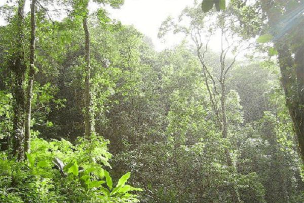 By nature, plants have various means of defence against pest and diseases By nature, plants have various means of defence against pest and diseases