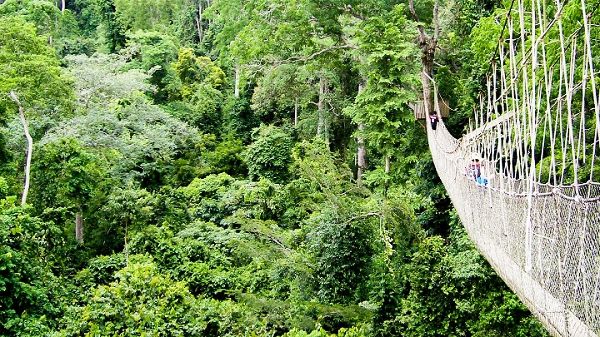 Each tree is distinct in its own way, even though they collectively make up the forest Each tree is distinct in its own way, even though they collectively make up the forest