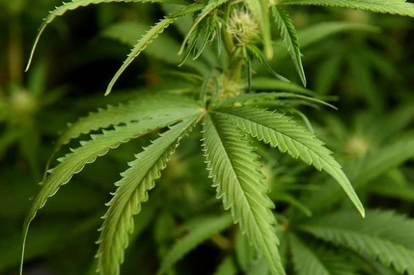 Does smoking cannabis affect your fertility? Does smoking cannabis affect your fertility?