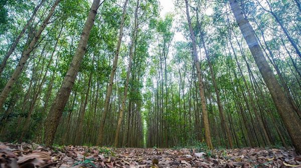 Afforestation programme needs the push Afforestation programme needs the push