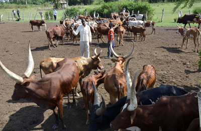 Mr James Babinge, a farmer tends to his cows at Kabasala village, Nabukalu Sub-county, Bugiri District recently. Government has announced plans to register all farmers and their cows for traceability of their products and to enable them benefit from the international market. PHOTO BY TAUSI NAKATO. Mr James Babinge, a farmer tends to his cows at Kabasala village, Nabukalu Sub-county, Bugiri District recently. Government has announced plans to register all farmers and their cows for traceability of their products and to enable them benefit from the international market. PHOTO BY TAUSI NAKATO.