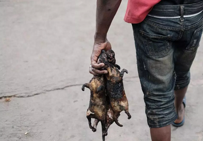 Close Season: Licence required to hunt Akrantiɛ from Aug 1