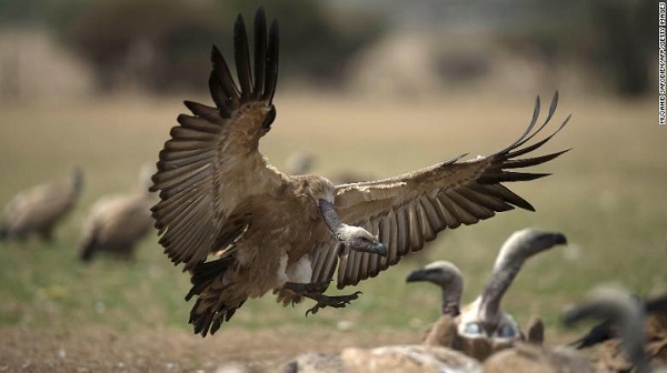 A cape vulture spreads its wings as it flies low at the VulPro Vulture Rehabilitation Centre in South Africa on September 15, 2015 A cape vulture spreads its wings as it flies low at the VulPro Vulture Rehabilitation Centre in South Africa on September 15, 2015