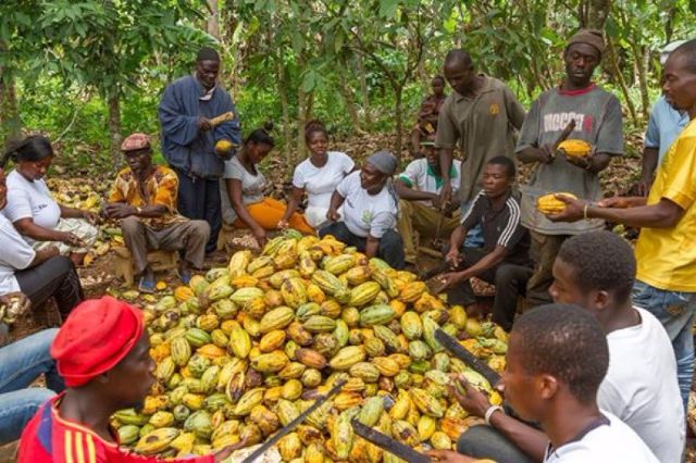 Producer price of cocoa up