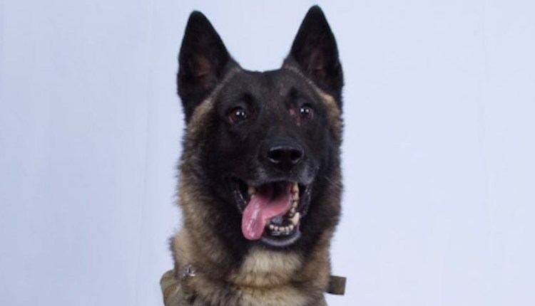The dog that helped take down ISIS leader Abu Bakr al-Baghdadi. White House via AP The dog that helped take down ISIS leader Abu Bakr al-Baghdadi. White House via AP