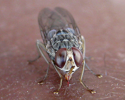 LIBRARY PHOTO Short story: Elephant and the tsetse fly