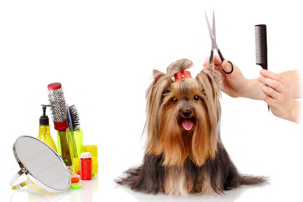 A clean pet paves way for a healthy pet A clean pet paves way for a healthy pet
