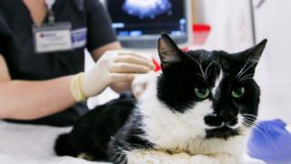 A small number of coronavirus cases in pets have been found in Europe, North America and Asia. Coronavirus: Pet cat found to have virus in UK