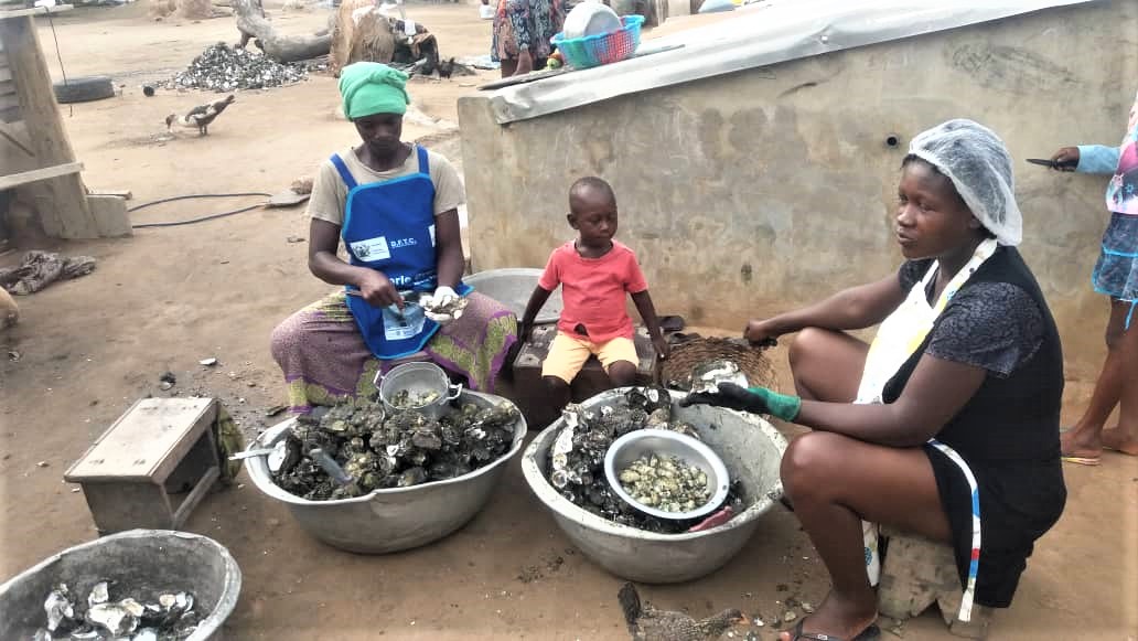 Densu Delta opens for oyster harvesting