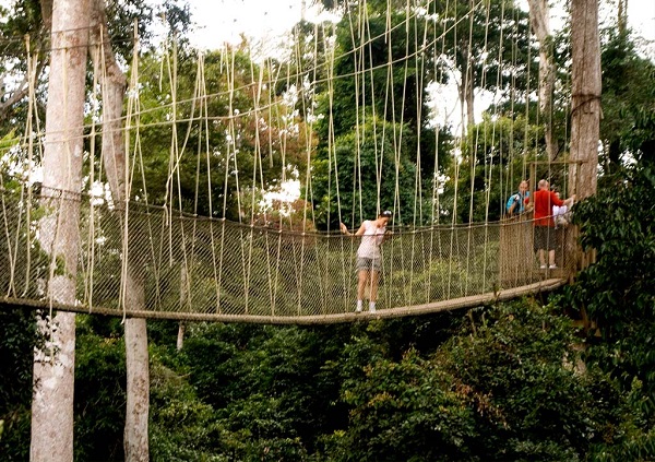 The canopy walkway is one of the facilities at Kakum The canopy walkway is one of the facilities at Kakum