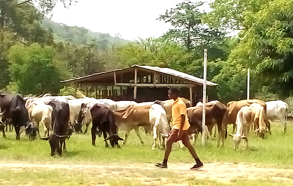 Cattle on the school compound SMC threatens to close down Huhunya Presby School