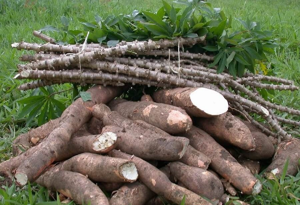 Cassava is an important staple crop that provides food and income for about 700 million Africans Cassava is an important staple crop that provides food and income for about 700 million Africans