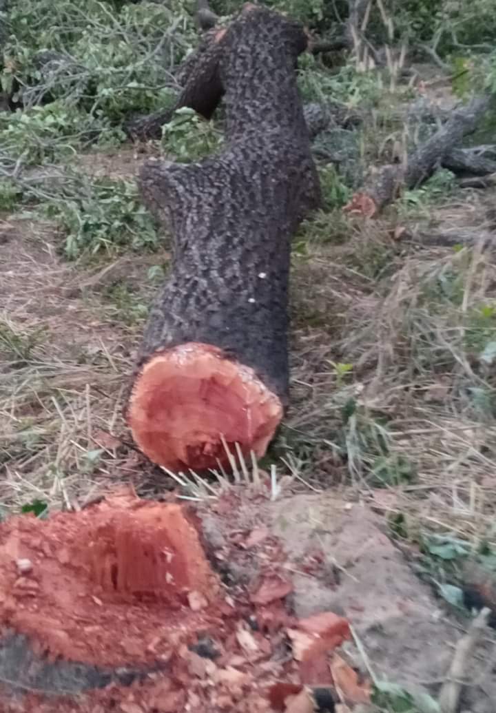 Shea trees under destruction in Upper West Region