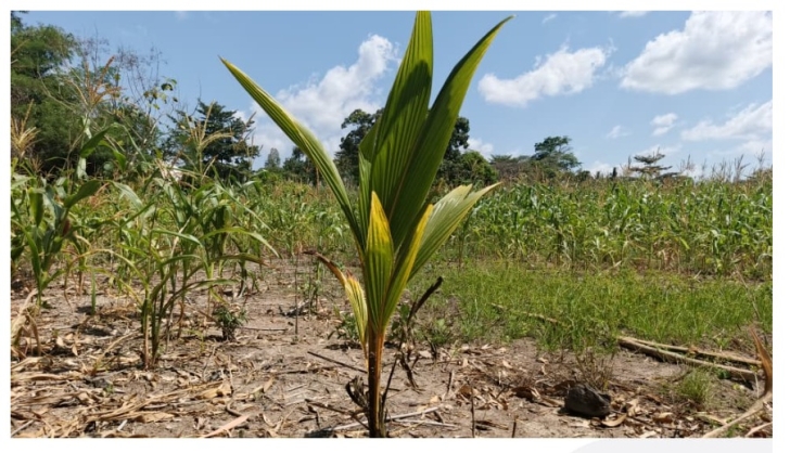 Ghana EXIM Bank, PIAA lead nationwide coconut farm inspection as over 1,000 farmers benefit