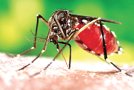 An infected mosquito of the aedes aegyptus species biting a victim An infected mosquito of the aedes aegyptus species biting a victim