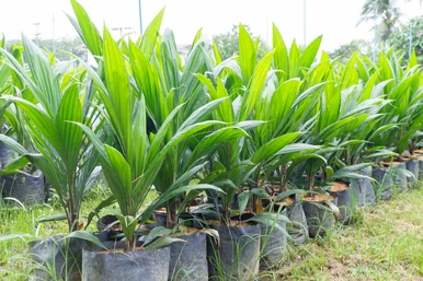 15,000 Free oil palm seedlings for New Juaben farmers 15,000 Free oil palm seedlings for New Juaben farmers