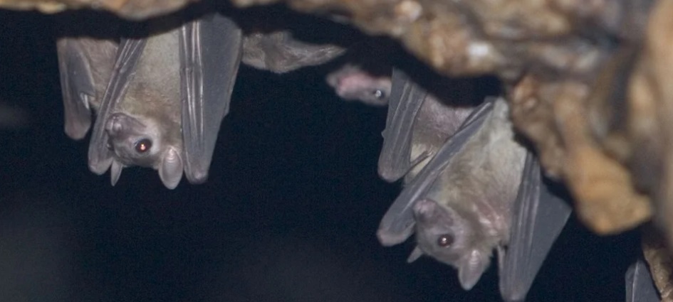 All you need to know about the Marburg Virus Disease