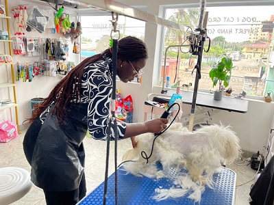 Ms Lowe using a clipper to trim a dog's fur Ms Lowe using a clipper to trim a dog's fur