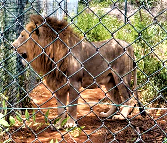 The Accra zoo closed down for investigations into an alleged lion attack The Accra zoo closed down for investigations into an alleged lion attack