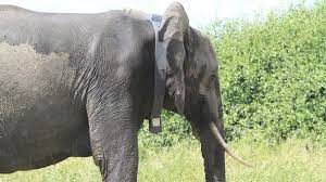 Do you know elephants stand to sleep?