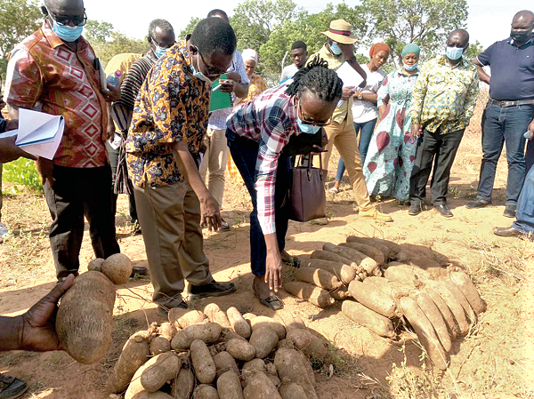 Dr Emmanuel Chamba (2nd from left), briefing the leader of the NVRRC, Dr Paulina Addy, on the new yam varieties Dr Emmanuel Chamba (2nd from left), briefing the leader of the NVRRC, Dr Paulina Addy, on the new yam varieties