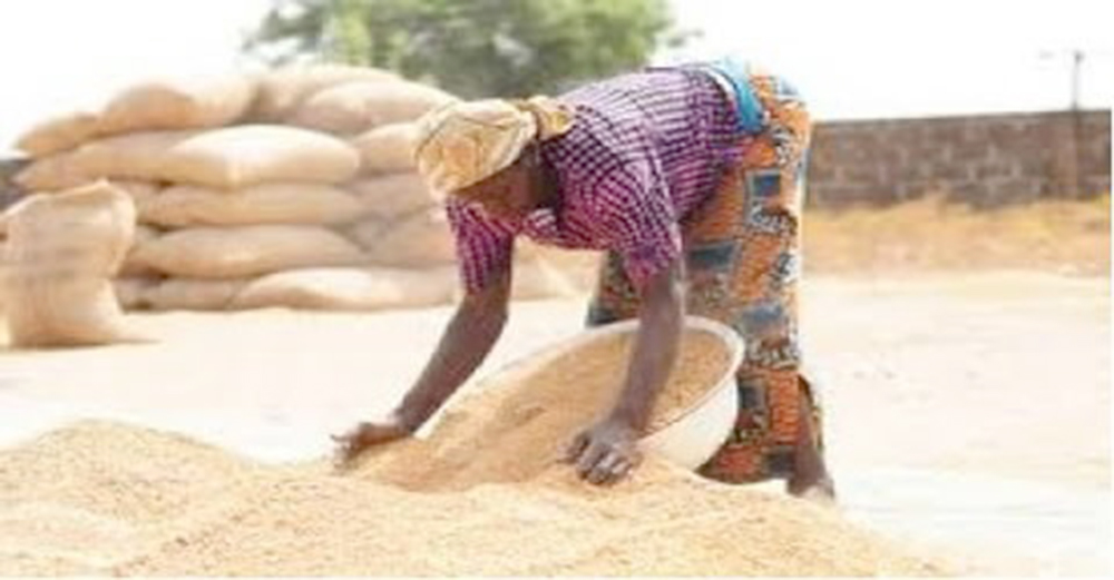 Experts say domestic rice production can promote food security 