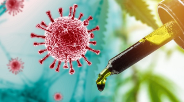Cannabinoids could be developed into drugs to prevent or treat Covid-19. (Credits: Alamy Stock Photo) Cannabinoids could be developed into drugs to prevent or treat Covid-19. (Credits: Alamy Stock Photo)