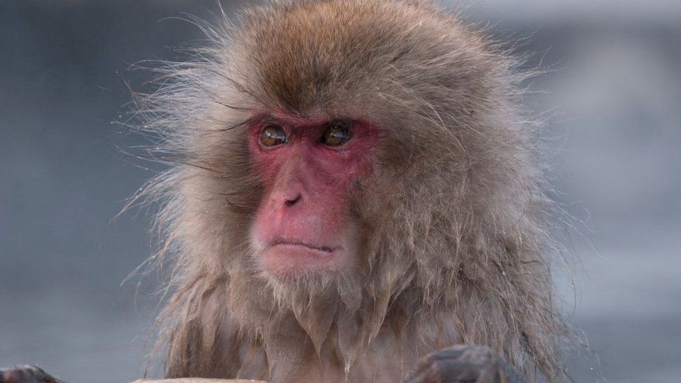 Japan's police to take measures after wild monkey rampages
