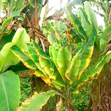 A banana plant