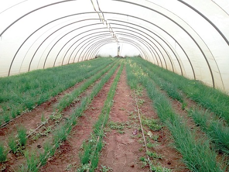 Greenhouses are crucial in boosting the vegetable industry in the country Greenhouses are crucial in boosting the vegetable industry in the country