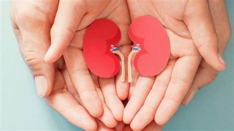 The kidneys are very vital organs of our body The kidneys are very vital organs of our body
