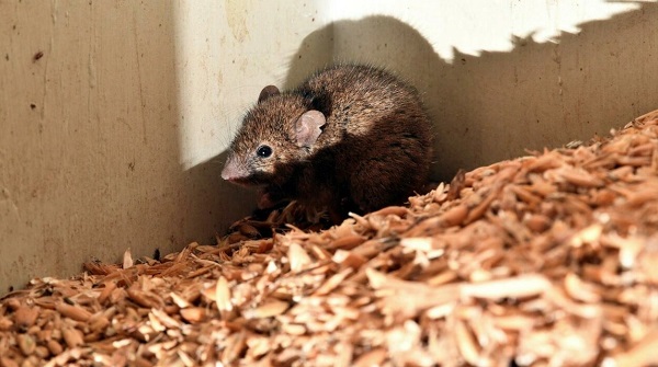 This picture taken on June 1, 2021 shows a mouse feeding on grains in a wheat hold on Col Tink's farmland in the New South Wales' agricultural hub of Dubbo Saeed KHAN AFP/File This picture taken on June 1, 2021 shows a mouse feeding on grains in a wheat hold on Col Tink's farmland in the New South Wales' agricultural hub of Dubbo Saeed KHAN AFP/File