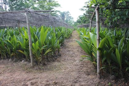 Farmers in Adansi Akrofrom provided with 10,000 coconut seedlings to support 1D1F Farmers in Adansi Akrofrom provided with 10,000 coconut seedlings to support 1D1F