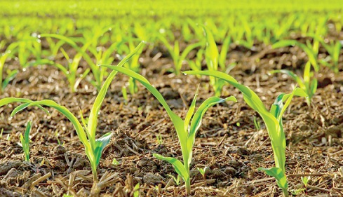 An organic fertilizer farm An organic fertilizer farm