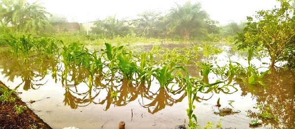 A submerged maize farm in the Adaklu District A submerged maize farm in the Adaklu District