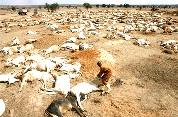 A herd of cattle dead as a result of lack of pasture and dried up rivers A herd of cattle dead as a result of lack of pasture and dried up rivers
