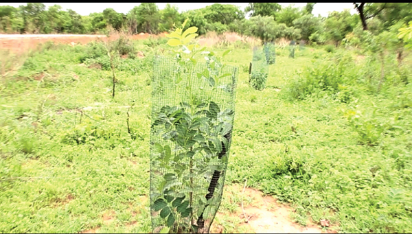 Trees planted in Tamale in the Savannah Region growing tall Trees planted in Tamale in the Savannah Region growing tall
