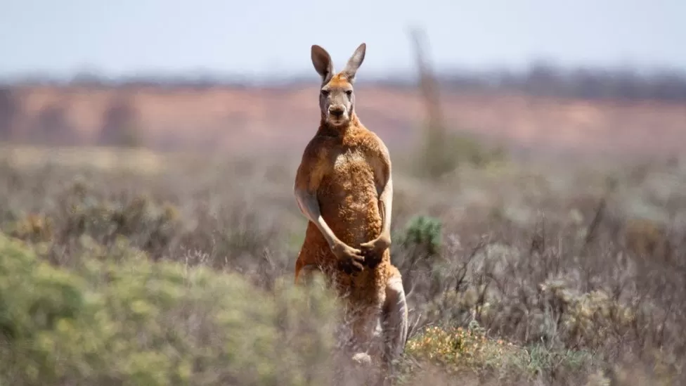 Kangaroo attacks are rare in Australia Kangaroo attacks are rare in Australia