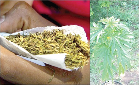 Marijuana leafs and farm Marijuana leafs and farm