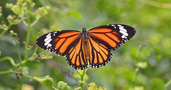 A lifestyle run on the wheels of deceit soon grinds to a frustrating halt because it can’t be sustained. When a butterfly calls itself a bird