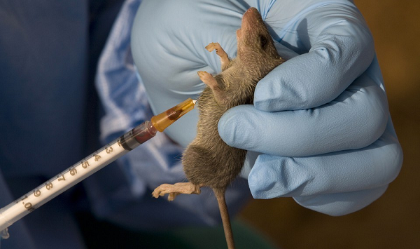 Lassa Fever, rats,  our markets