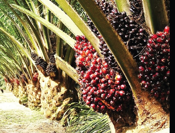 Oil Palm tree with truits Oil Palm tree with truits