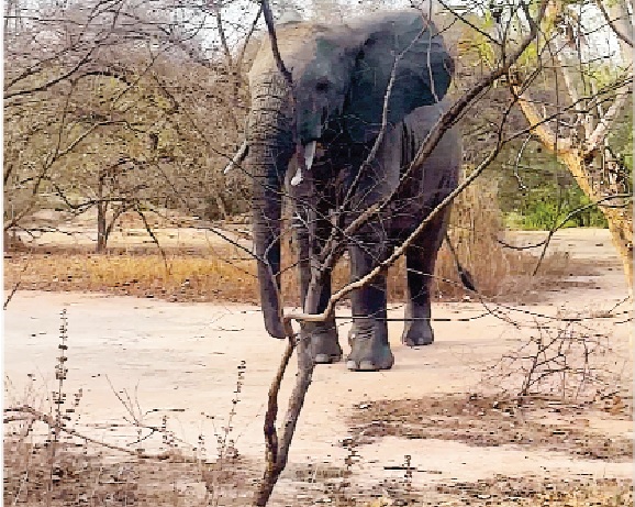 The 13-year-old elephant that gave us the chase Chased twice by elephant