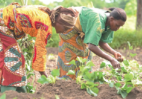 Financial literacy for farmers can no longer be delayed Financial literacy for farmers can no longer be delayed