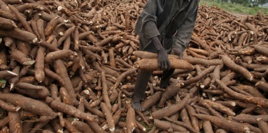 FILE PHOTO Three ex-convicts jailed 18 months for stealing cassava worth GH₵1,800